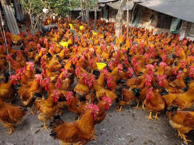 公司自有养殖基地01