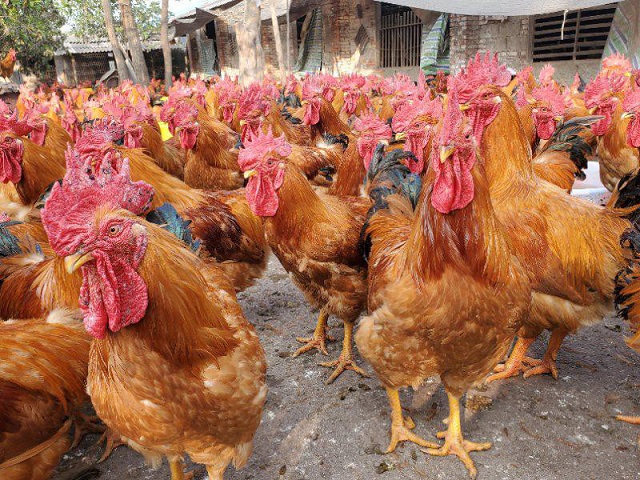 公司自有养殖基地02