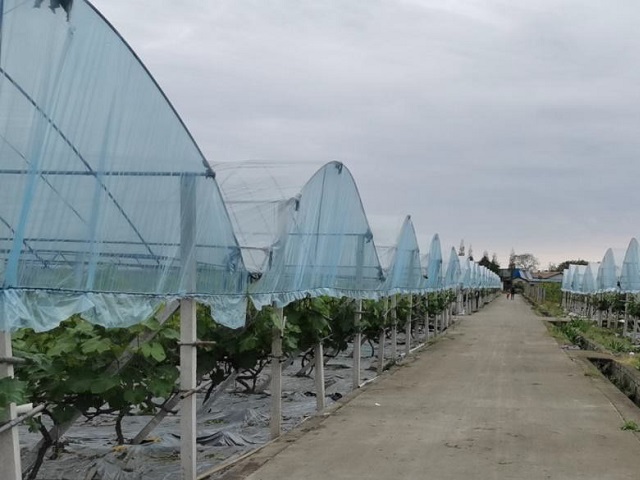 公司自有葡萄种植基地01