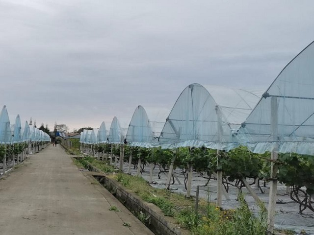 公司自有葡萄种植基地02