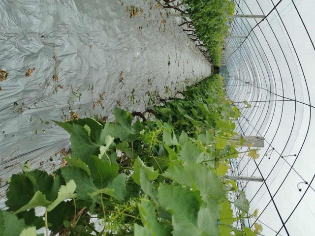 公司自有葡萄种植基地03