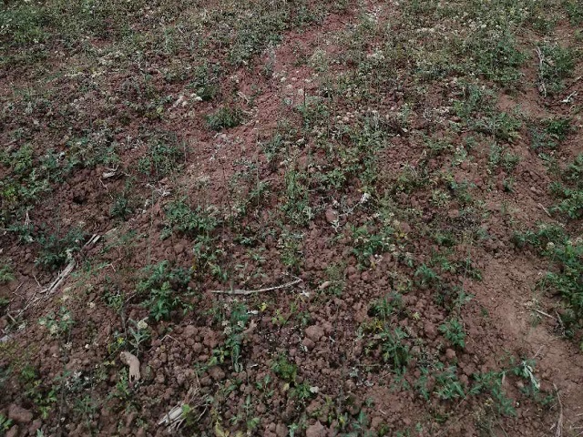 公司自有沙参种植基地02